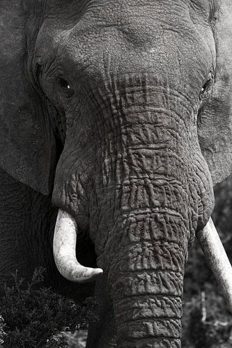 Olifant close-up zwart-wit