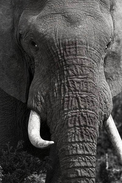 Elefant Nahaufnahme schwarz und weiß von Discover Dutch Nature