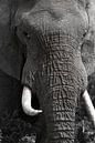 Elefant Nahaufnahme schwarz und weiß von Discover Dutch Nature Miniaturansicht