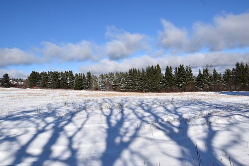 De eerste sneeuw in de velden