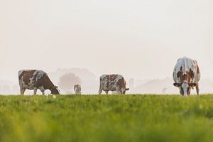 Kühe auf einer Wiese während eines nebligen Sonnenaufgangs im IJsseldelta