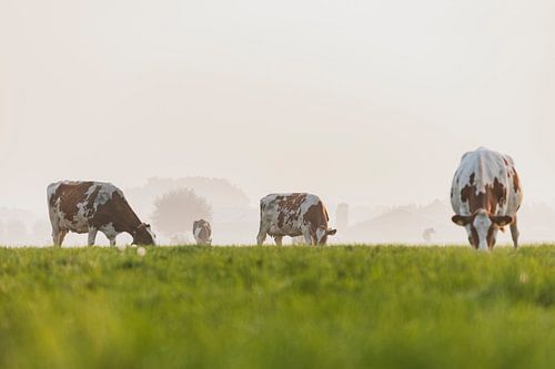 Des vaches dans un pré lors d'un lever de soleil brumeux dans le IJsseldelta