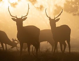 Hirsche im Morgennebel von Justin Bos