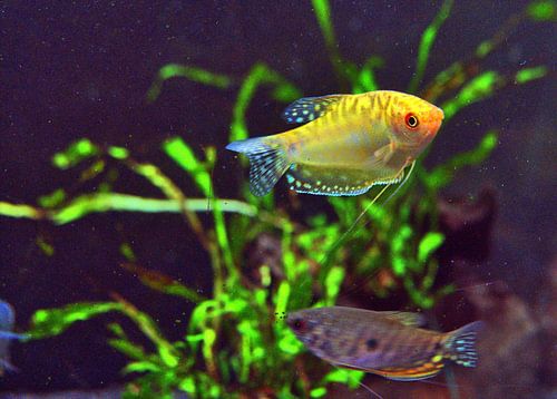 gele aquariumvissen