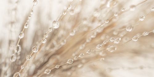 Panorama natuurlijke abstractie: Druppels aan grasaren