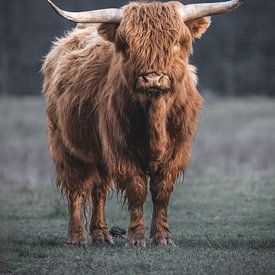 Tough Scottish highlander is looking at you by Arjan Almekinders