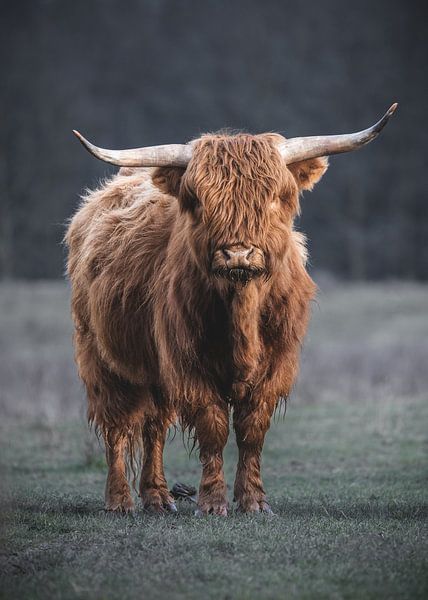 Tough Scottish highlander is looking at you by Arjan Almekinders