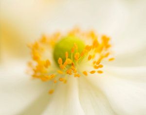 In the heart of an Anemone