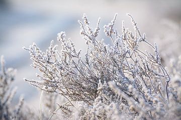 Heather mit einer kalten Frostdecke von Michel Geluk