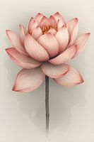 Soft Pink Lotus Petals