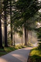 Sunbeems in the Speulders forest
