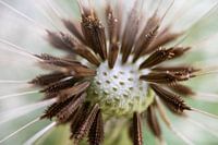 A dandelion (Taraxacum officinale)