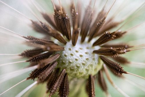 Un pissenlit (Taraxacum officinale)