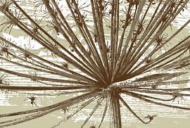 Berenklauw bloem naturel van Jack Schoneveld