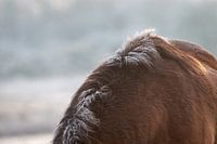 Ripe on the moons of an exmoor pony