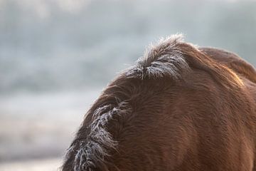 Reif auf den Monden eines Exmoor-Ponys von Kim de Groot