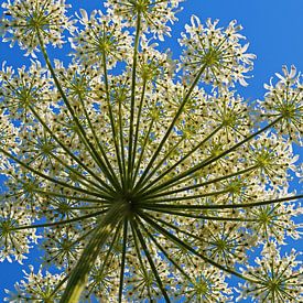 The Giant Hogweed by Gerrit Zomerman