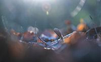 Sonnenlichtblätter von Tania Perneel Miniaturansicht