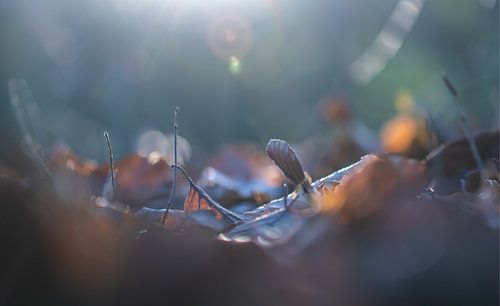 sunlight leaves