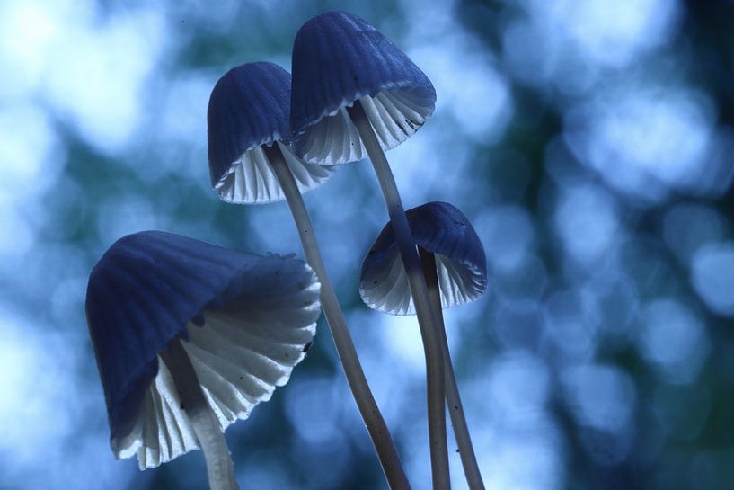 Mushrooms by Erik Veltink