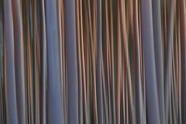 Grove dennenbos van Sven-Erik Arndt