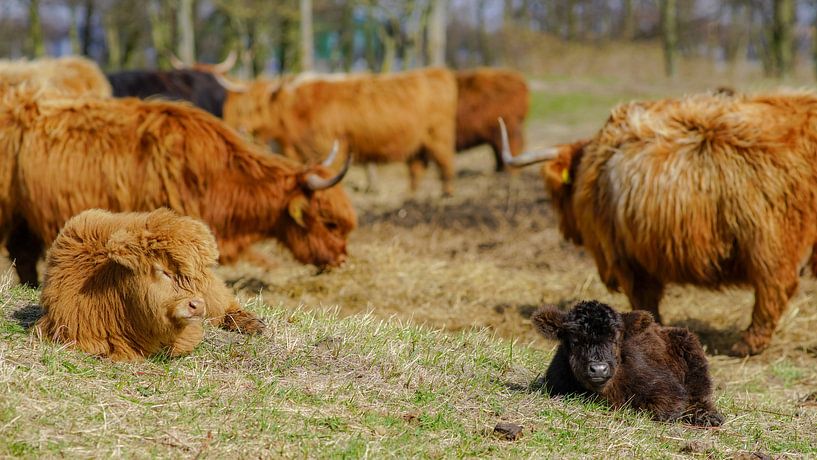 Hooglander by Dirk van Egmond