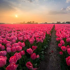 Holländische Tulpen bei Sonnenuntergang von Martijn van der Nat
