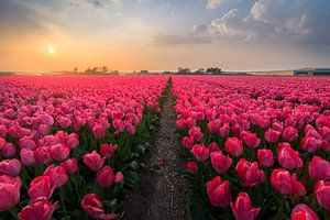 Hollandse Tulpen bij zonsondergang van Martijn van der Nat