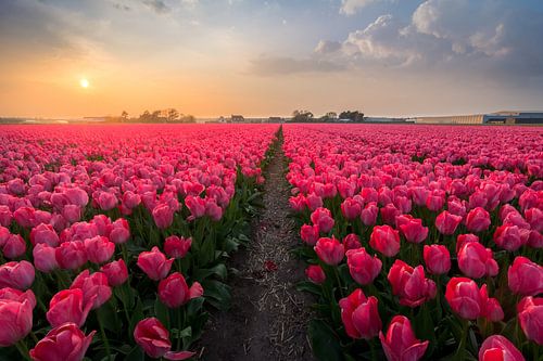 Hollandse Tulpen bij zonsondergang