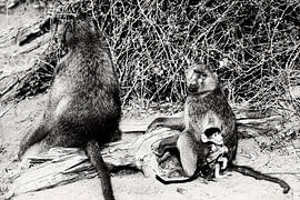 Baby aapje veilig achter mamaap  by Dexter Reijsmeijer