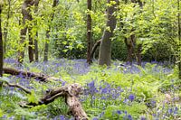 The hyacinth forest in Ockenburg