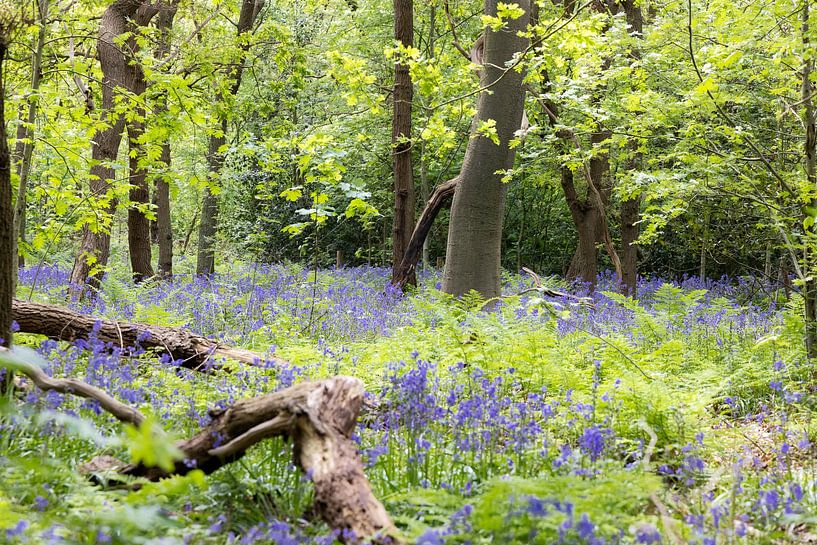 The hyacinth forest in Ockenburg by Piet Hein Schuijff