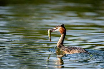 Grebe with fish