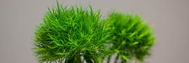 Green 1 von Mona Stut