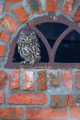 Steenuil, kijkend naar de camera.