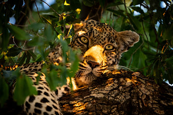 Leopard, versteckt im Grünen