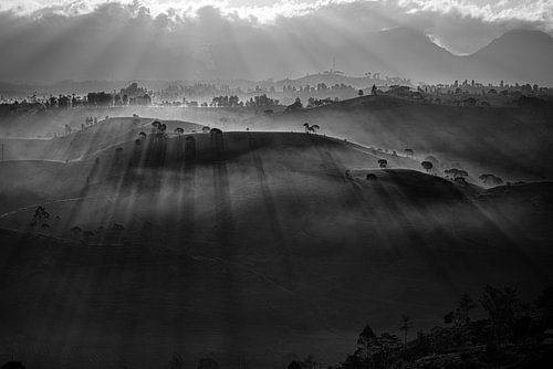 Theeplantage bedekt met mist