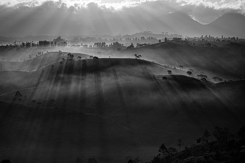 Tea plantation covered in fog by Ellis Peeters