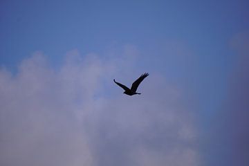 Schwebender Raubvogel gegen die Abenddämmerung von Wouter van der Pluym