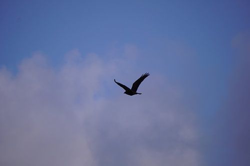 Schwebender Raubvogel gegen die Abenddämmerung