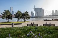 Het uitzicht vanuit het Leuvepark in Rotterdam op de Erasmusbrug van MS Fotografie | Marc van der Stelt thumbnail
