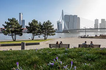 Het uitzicht vanuit het Leuvepark in Rotterdam op de Erasmusbrug