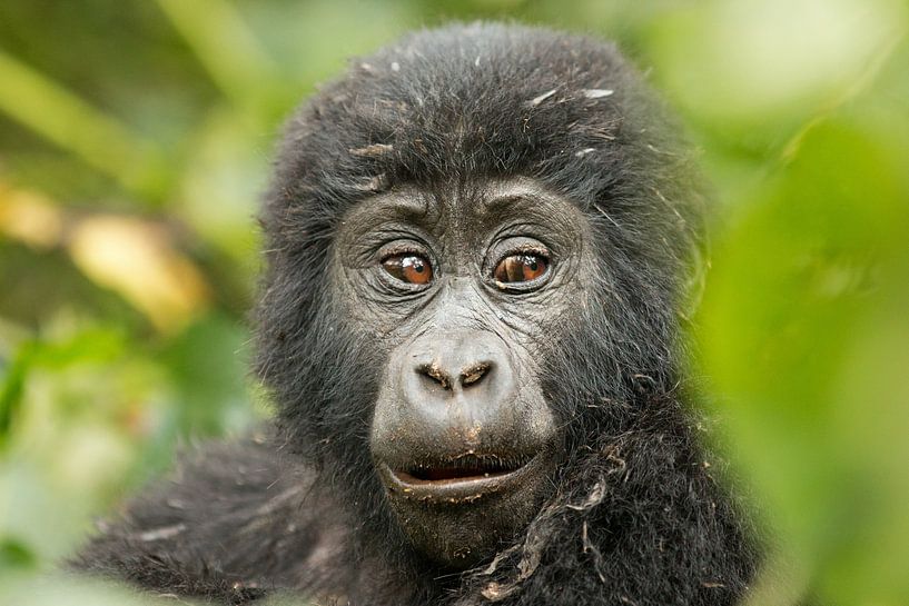 Neugieriges Gorilla-Baby van Britta Kärcher