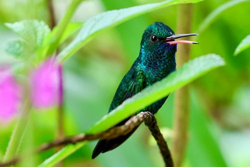 Kolibrie in natuurlijke habitat in Trinidad en Tobago