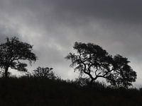 Portuguese cork oak