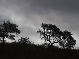 Portuguese cork oak by Ines Porada