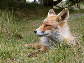 Vos Relaxing ( Col. 2015 ) van Jan van Bruggen