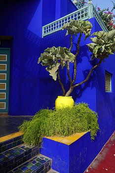 het mooiste blauw in de Majorelletuin