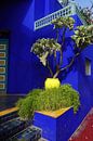 het mooiste blauw in de Majorelletuin by joyce kool thumbnail