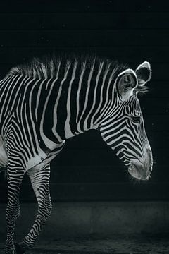 Zwart-witte zebra van Oliver Hackenberg